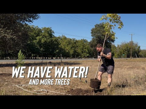 We Planted More Trees… And Finally Got Them Water!