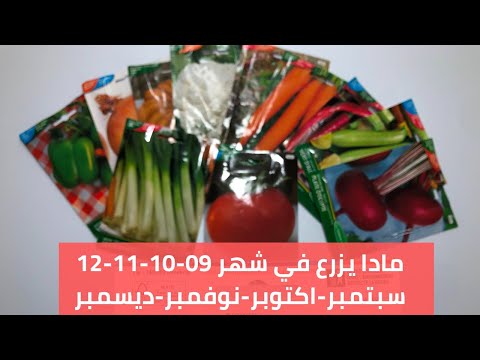ماذا يزرع في شهر سبتمبر اكتوبر نوفمبر ديسمبر الزراعة الشتوية
