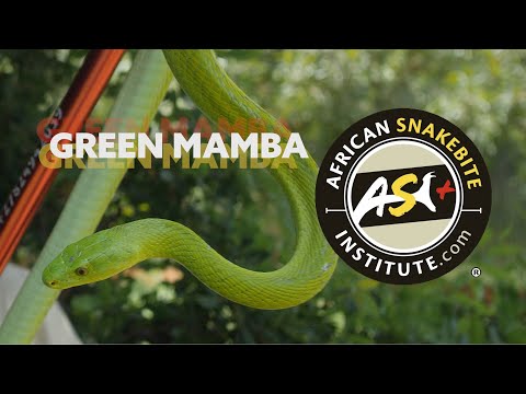 The Deadly Dozen - Green Mamba (Dendroaspis angusticeps)