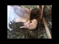 Sheep Giving Birth To Triplets 2 10 2011 Wmv