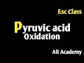 Pyruvate oxidation | Pyruvic acid oxidation lecture class 11th in urdu hindi