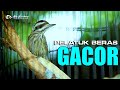 MASTERAN PELATUK BERAS GACOR SUARA JERNIH REAL VIDEO