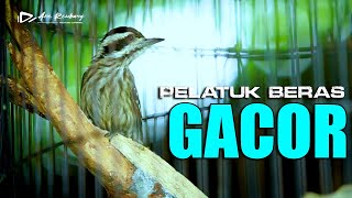 Download lagu MASTERAN PELATUK BERAS GACOR SUARA JERNIH REAL VIDEO mp3