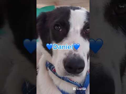 Daniel Cerca Casa | Meraviglioso Cucciolo Simil Border Collie #shorts #adotta #puppy #love #perte