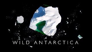 Wild Antarctica