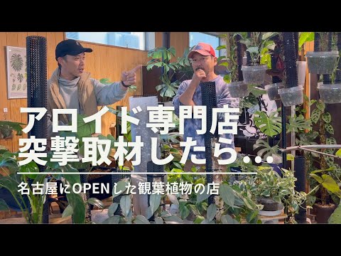 園芸 リシマコス