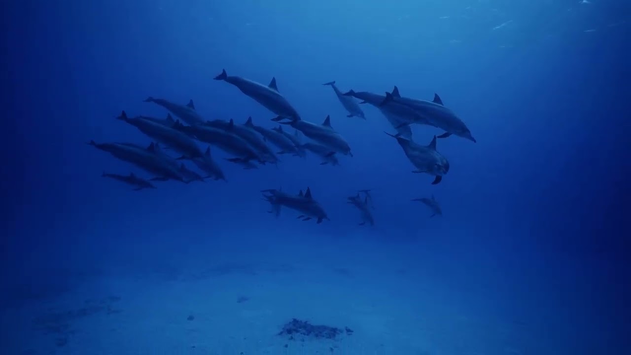 FILM IMMERSION thumbnail