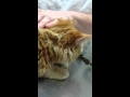 Kelly The Unhappy Cat Growling At Vet