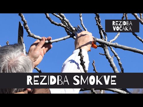 BOJE ZEMLJE Rezidba smokve