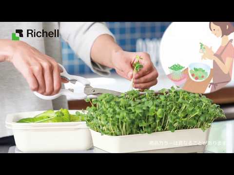 食用スプラウト – 利点、種類、育て方、レシピ、ヒント