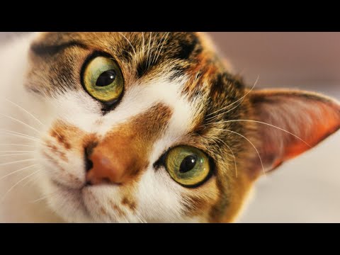 Actor cat's positive approach:actor cat's midday heroics 🔰😃🙏