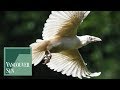 Reality and myths surrounding the rare White Raven | Vancouver Sun