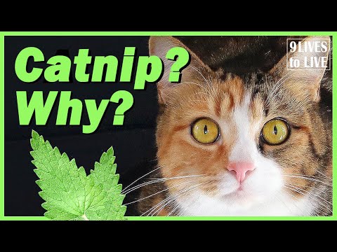 What You Don't Know about Catnip