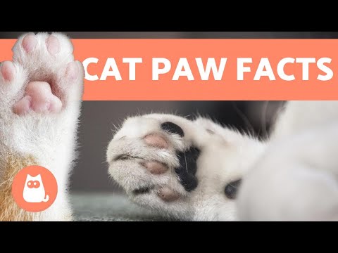 YouTube video about: Why does my cat paw at smooth surfaces?