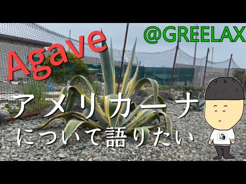 園芸 斑入りアメリカンアガベ