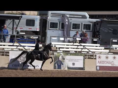 Scottsdale Arabian Horse Show 2022 HA/AA Park Horse