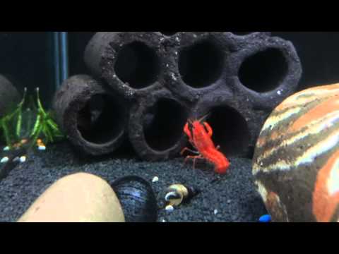 Aqua Tropica - Orangener Zwergkrebs CPO