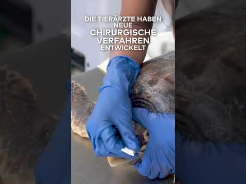 ITALIEN: Das Krankenhaus für verletzte Schildkröten und Seepferdchen I WELT #shorts