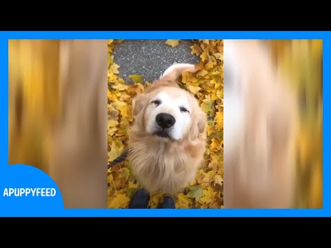 Happy Dog Song Original TikTok | Funny Pet Shorts #shorts