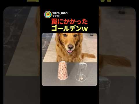 罠にかかったゴールデンｗ