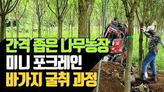 간격 좁은 나무농장 미니 포크레인 바가지 굴취 과정 |…