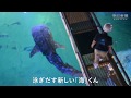 太平洋でがんばれ　ジンベエザメを故郷に放流　海遊館