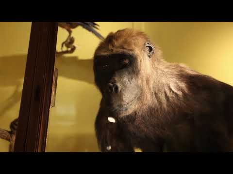 Présentation du Muséum d'histoire naturelle