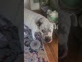 goof #rescuedog #bulldogs #funnydogs #funnydog #oneeye #dexter #rescuedogs #rescuedogsrock