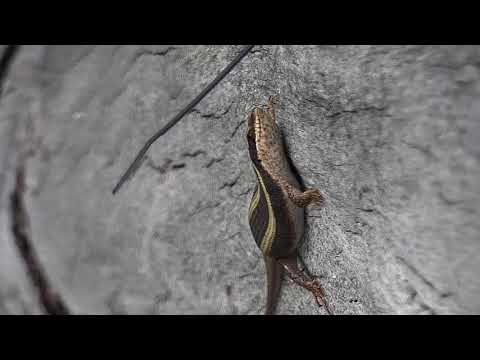 Djuma: Water Monitor Lizard under tree and Skink on the tree - 09:22 - 12/06/20