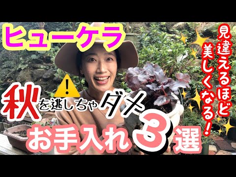 園芸 アッシュリーフニーム、偽ニーム、ペルシャライラック、パールツリー