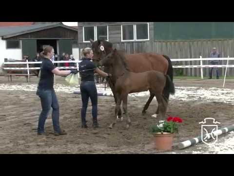 SE089 Hengstfohlen von Quiran - Diarado - Paramount