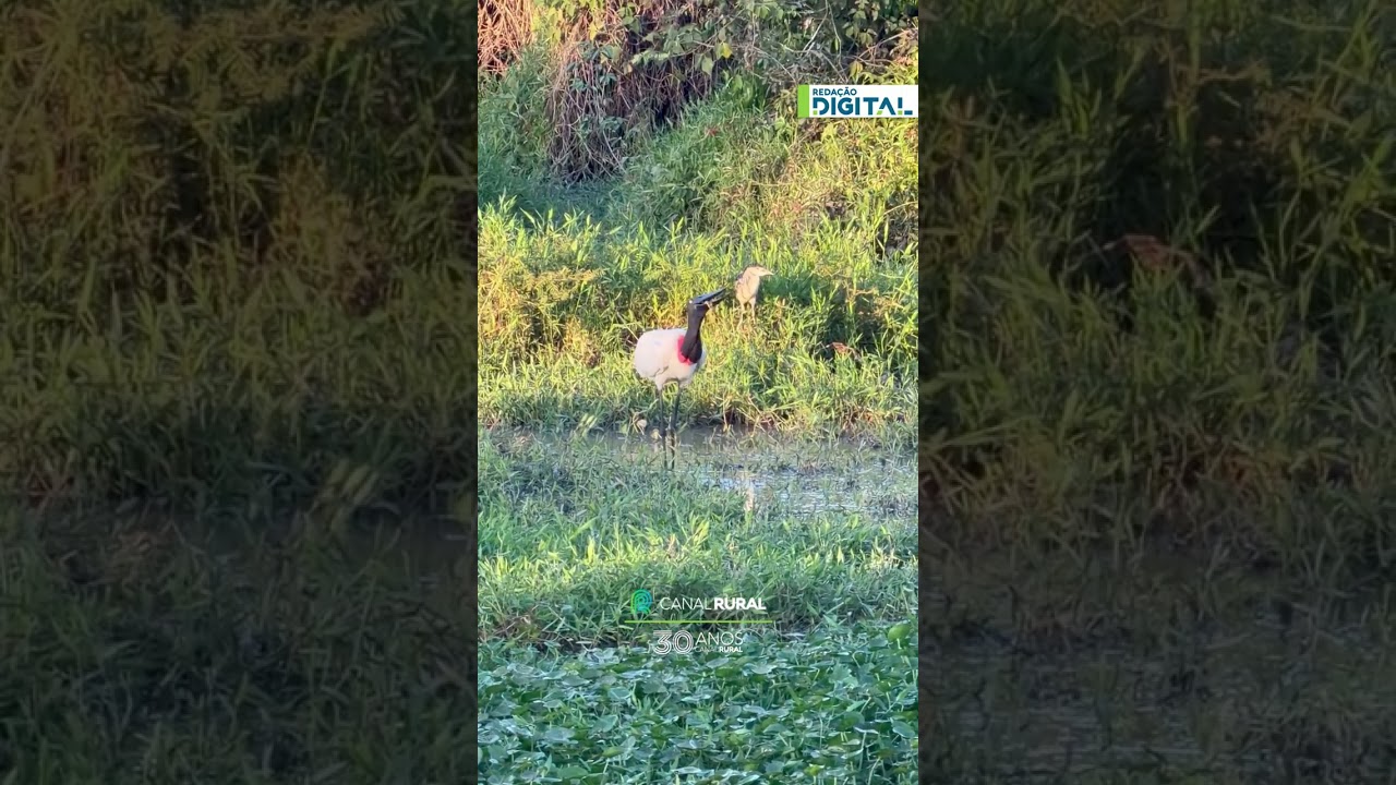 Tuiuiú surpreende ao predar filhote de jacaré