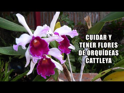 , title : 'Cuidar y Tener Flores de Orquídeas Cattleya || Orquiplanet'