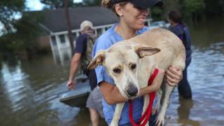 Hurricane Harvey Heroes - The Mrs "Somewhere to Go"