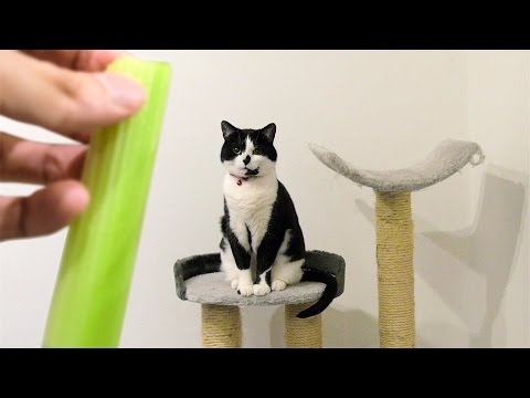 download lagu mp3 mp4 Do Cats Eat Celery, download lagu Do Cats Eat Celery gratis, unduh video klip Do Cats Eat Celery