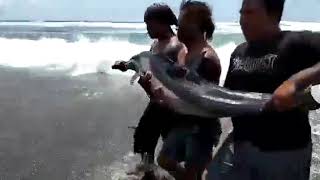 preview picture of video 'Lumba" terdampar di pantai bopong, org" situ masih ingt ttg mnjg lingkungan pantai'