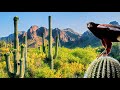 Sonoran Desert North America Wild Wild Life
