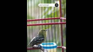 Download lagu Pancingan Cipoh Gacor Tarung  #burung #cipoh #sirtu mp3 Download lagu Pancingan Cipoh Gacor Tarung  #burung #cipoh #sirtu mp3