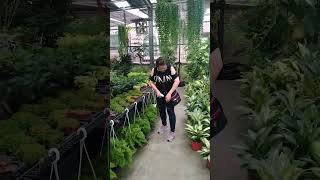 Download lagu Different plants in Yilan, Taiwan🇹🇼 mp3