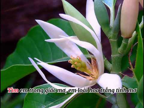 Hương Ngọc Lan (Nhạc phim Những đóa hoa Ngọc Lan) - Phương Trang