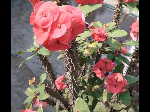 Euphorbia milli,the Crown of thorns!🌸Christ plant!#gardening#loveforplant#sudeshna'ssphere#flower