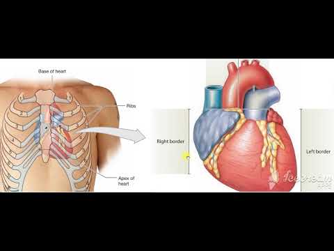Heart surface anatomy 3