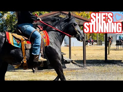 BIG GAITED MARE STEALS MY HEART AT THE AUCTION!!!!