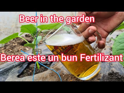, title : 'Berea revitalizeaza gradina în perioada caniculara Beer in the garden'