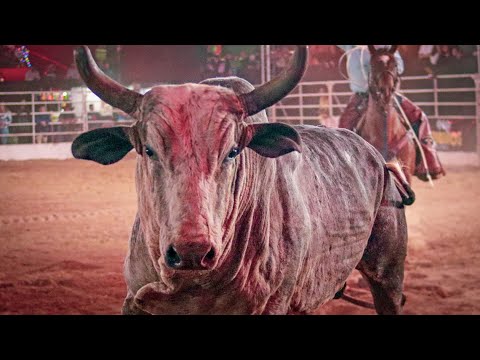FINAL EM TOUROS - IBIRAREMA Rodeio Fest 2024 (Oficial 4K)