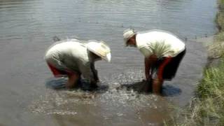 preview picture of video 'Yuscaran Pescando Tilapia'