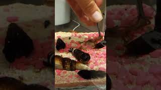target feeding African dwarf frog blood worms Part 2