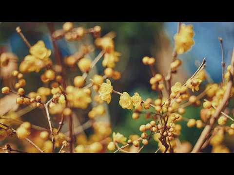 【公式】 ほっこり心温まる冬のガーデン｜神戸布引ハーブ園／ロープウェイ｜Kobe Nunobiki Herb Gardens & Ropeway