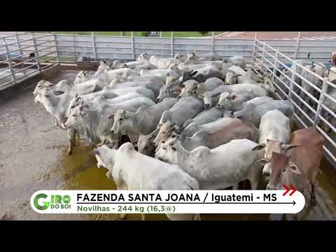 PECUARISTA DE IGUATEMI (MS) RECEBE BÔNUS POR LOTE DE NOVILHAS PRECOCES