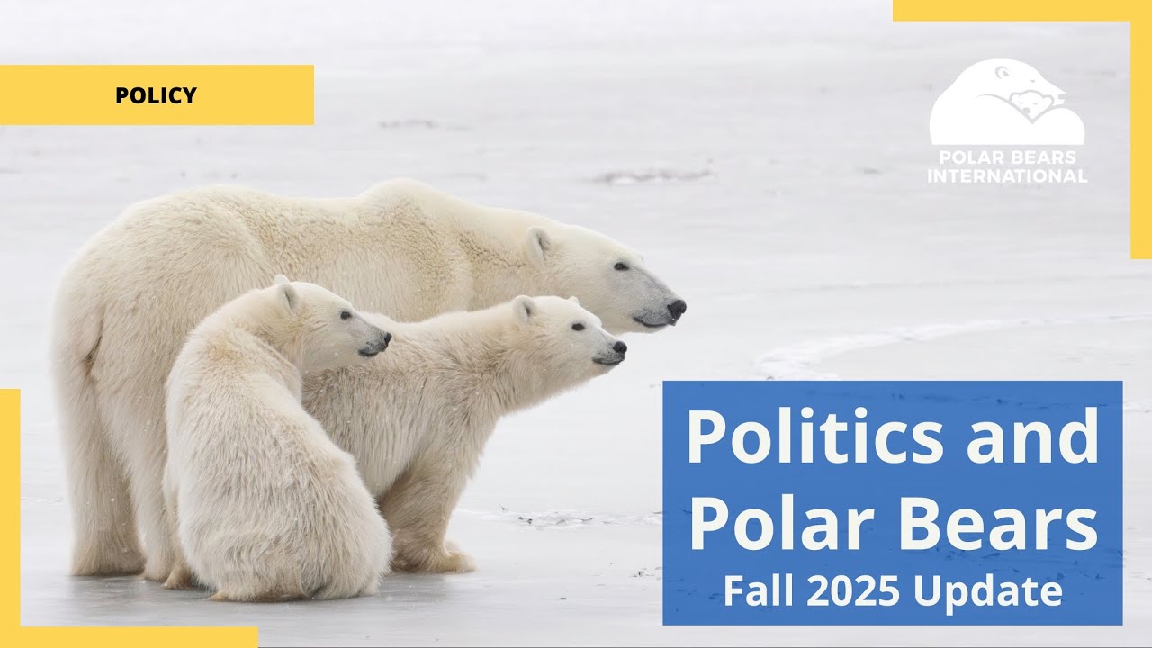 Politics and Polar Bears – Fall 2025 Update